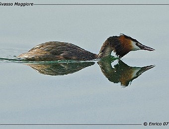 Animali 094